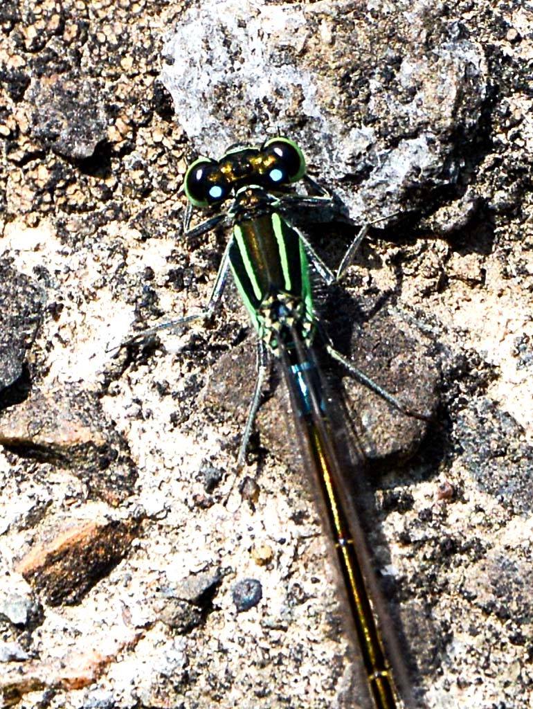 アオモンイトトンボ④