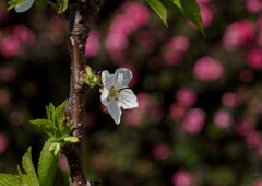 サクランボの花