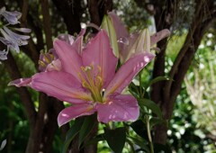 オリエンタルハイブリッド