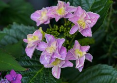 アジサイ色々②