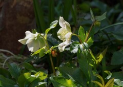 クリスマスローズ③