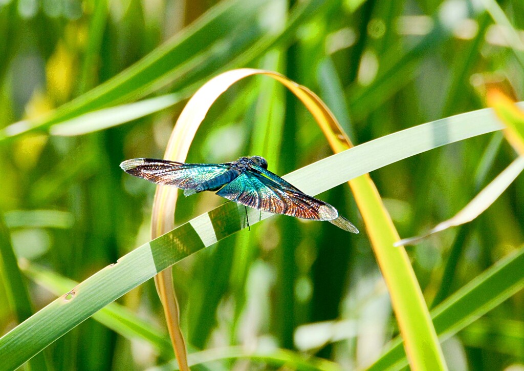 チョウトンボ③