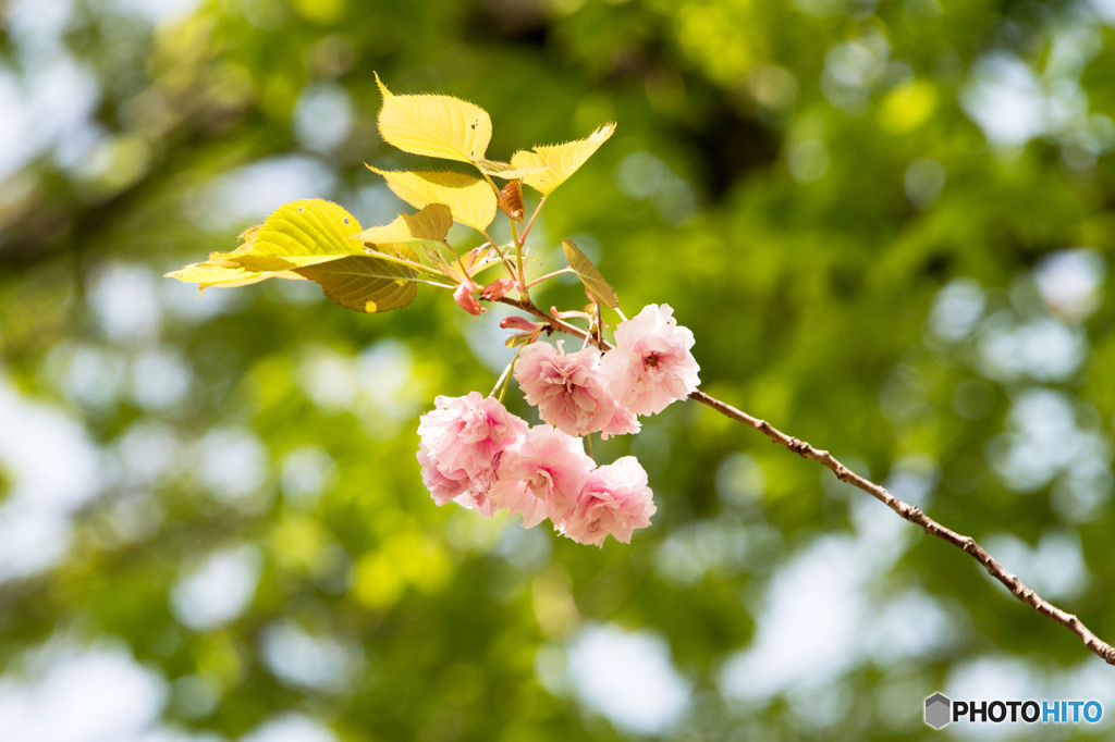 八重桜①