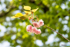 八重桜①