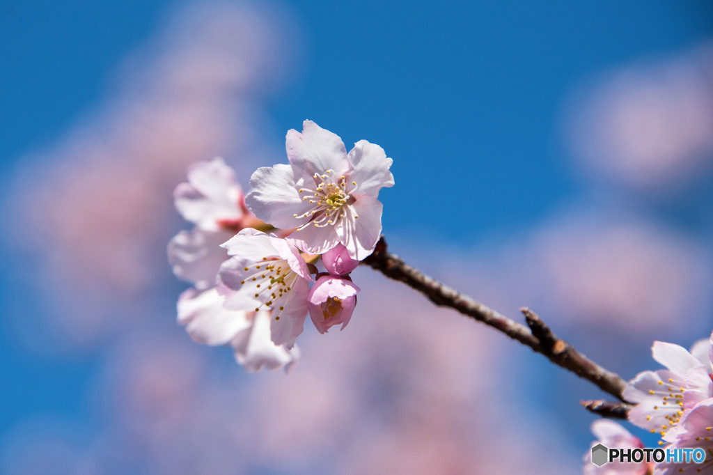 早咲き桜④