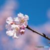 早咲き桜④