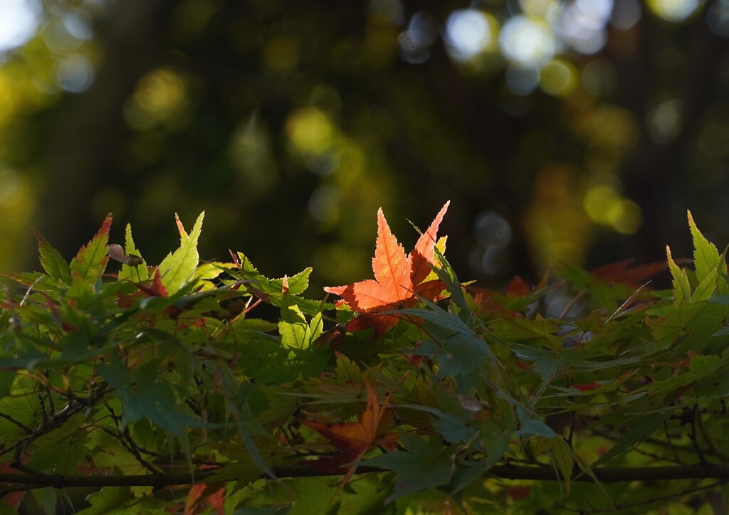 紅葉②