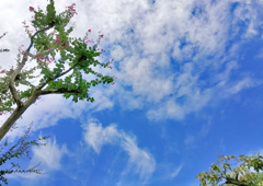 秋空