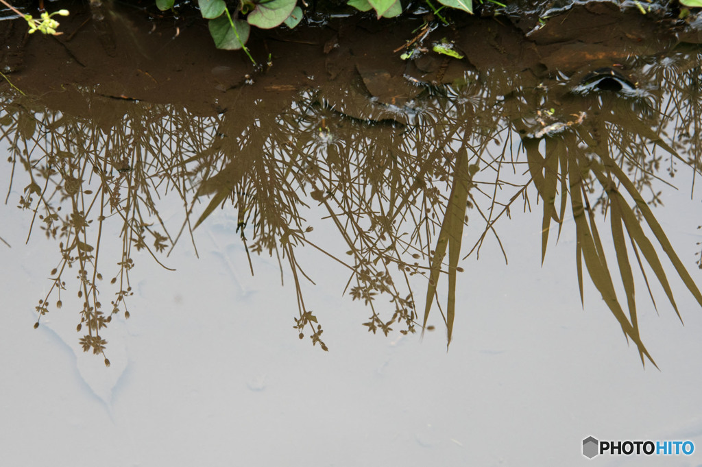 小川のほとり①