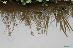 小川のほとり①