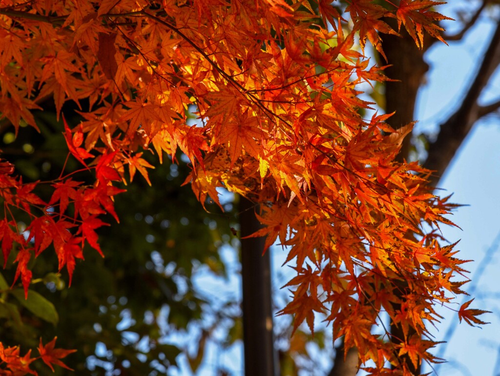 紅葉・黄葉⑤