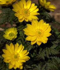 春は黄色い花から⑤