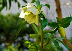 クリスマスローズ