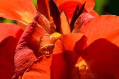 オレンジ色の花