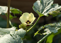 オクラの花