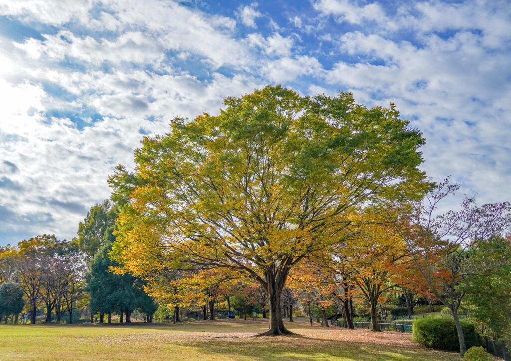 ケヤキの紅葉②