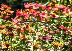 アオスジアゲハ①