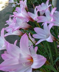 三度目の開花