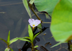 水草