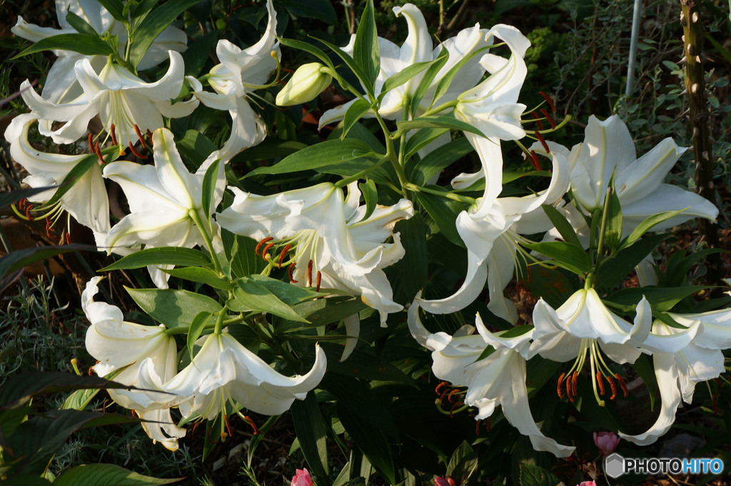 困ったときは家の花④