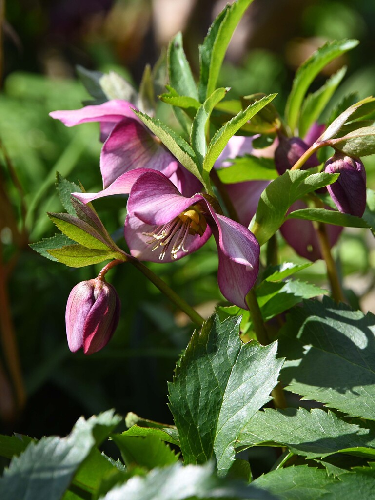 クリスマスローズ⑥