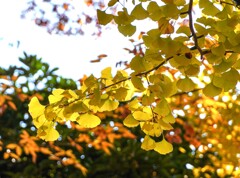 黄葉①