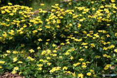 春の花④