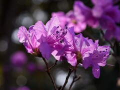 ゲンカイツツジ