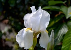 ジャーマンアイリス①