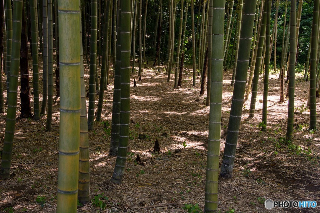 竹林の目覚め