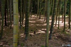 竹林の目覚め