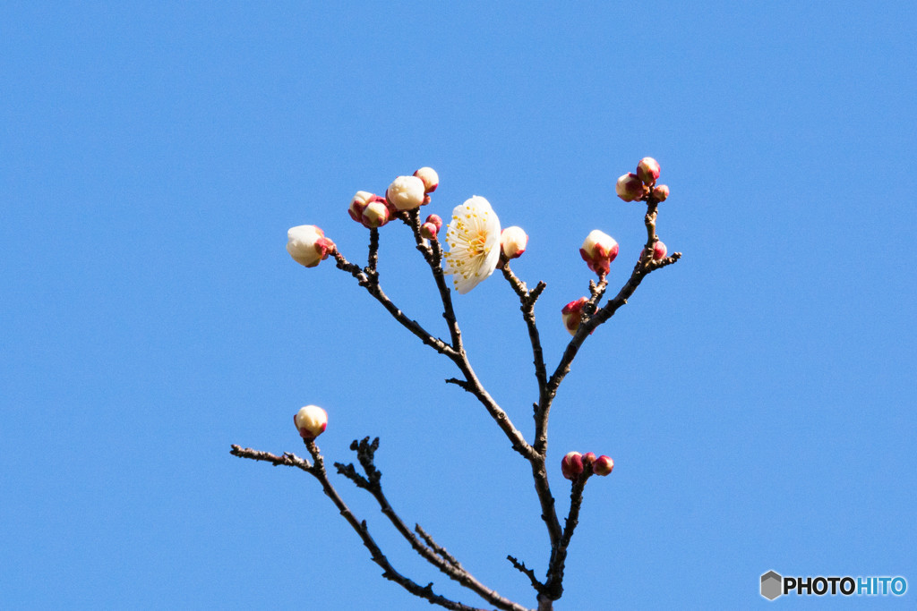 梅の開花・白