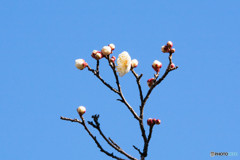 梅の開花・白