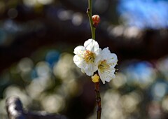 白梅②