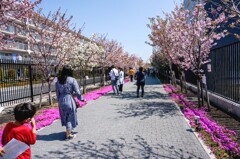 桜のさんぽ道①