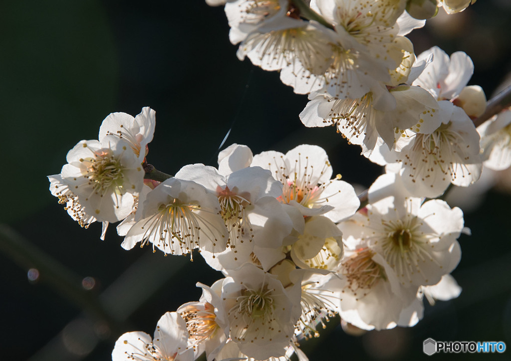 春の花③