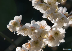 春の花③