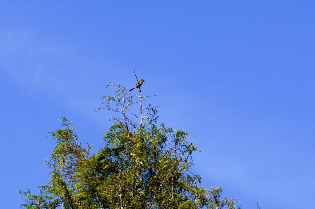 モズの高鳴き？