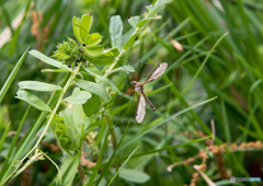 小川のほとり②