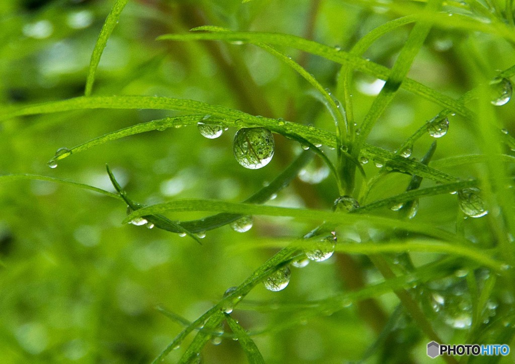 夏の雨後