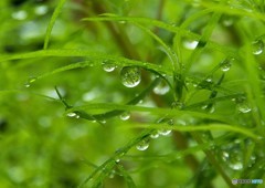 夏の雨後