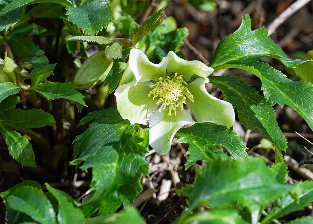 クリスマスローズ③