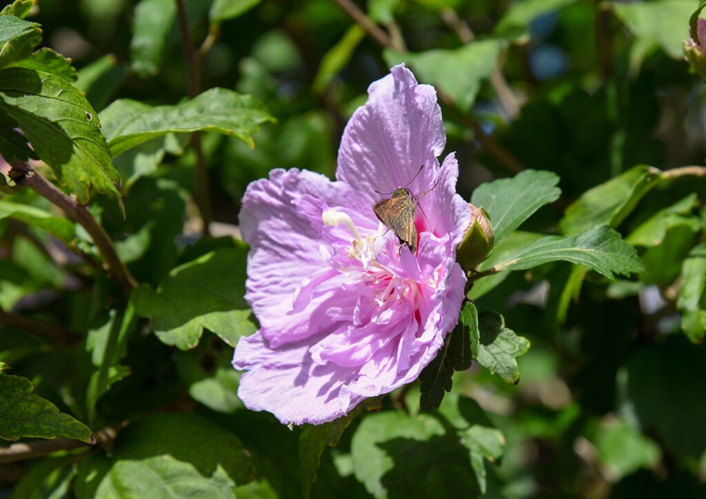 セセリチョウ①