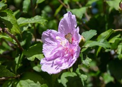 セセリチョウ①