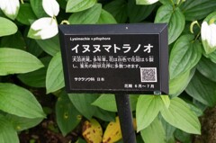 イヌヌマトラノオ②