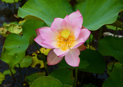 そろそろ開花②