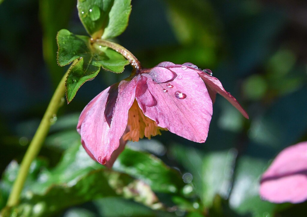 雨上がりの朝①