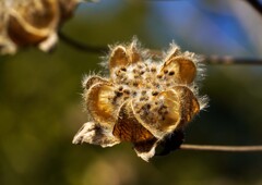 種がイッパイ！