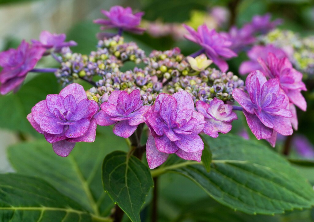 アジサイ開花③