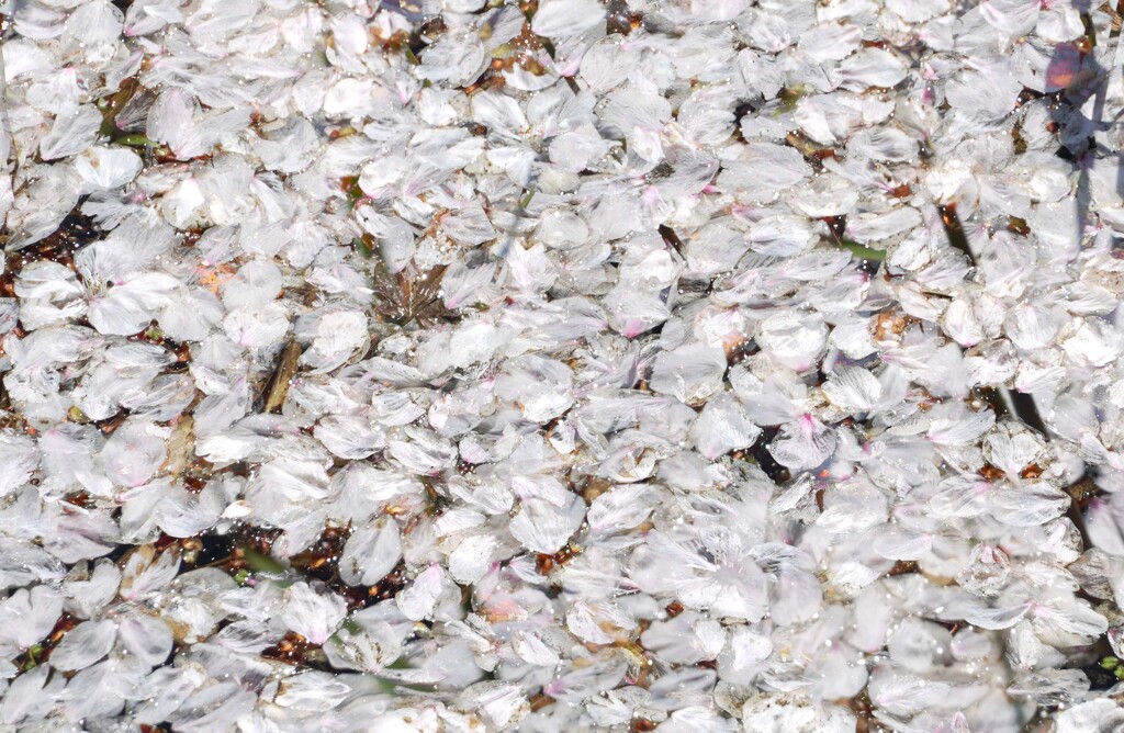 水面桜②